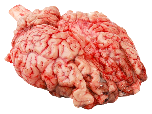 Cervelle de bœuf