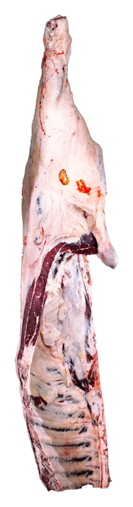 Quart arrière de bœuf